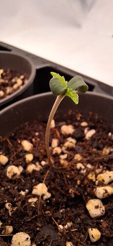 Growreport Bild 2