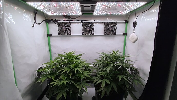 Zwei Cannabis-Pflanzen in einem Growzelt unter LED-Beleuchtung.
