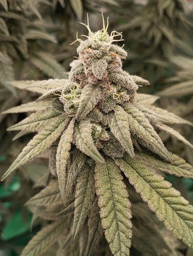 Growreport Bild 11