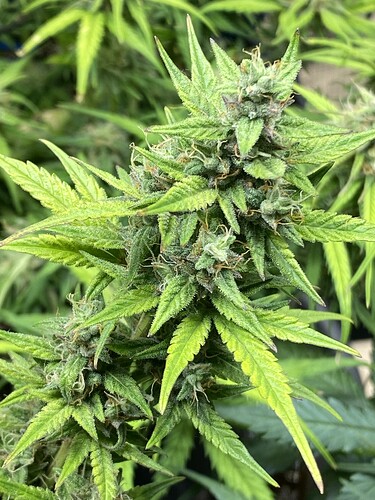 Growreport Bild 47
