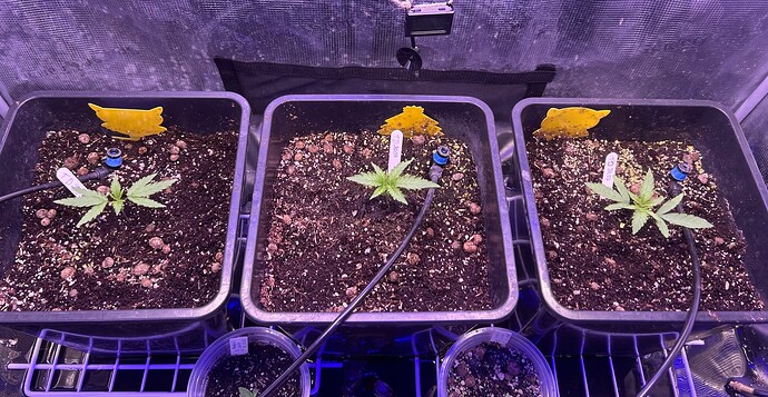 Growreport Bild 21