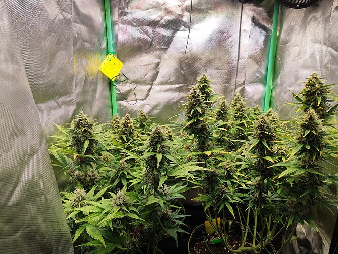 Growreport Bild 3