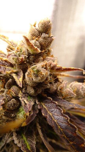Growreport Bild 9