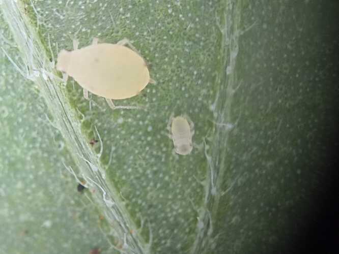 WhatsApp Bild 2025-06-24 um 08.21.02_97316c2a