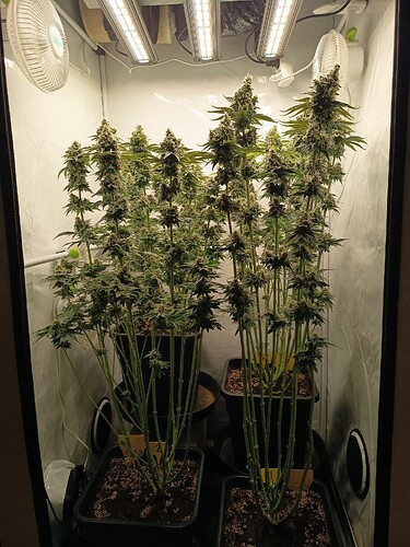 Growreport Bild 3