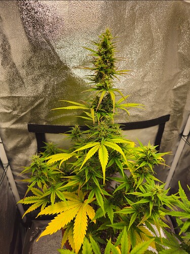 Growreport Bild 3