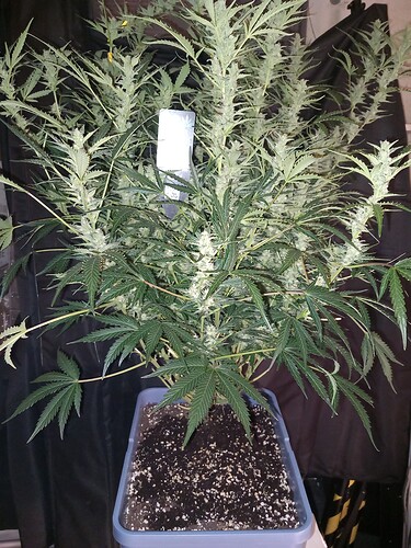 Growreport Bild 2