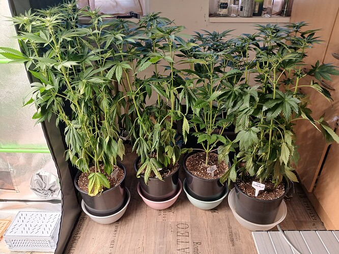Growreport Bild 1