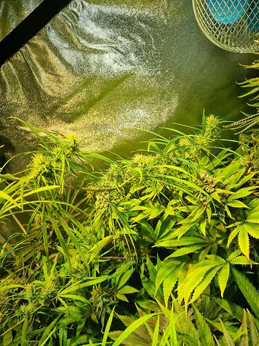 Mehrere Cannabis-Pflanzen in der Blütephase, mit sichtbaren Blütenansätzen und charakteristischen Blättern, in einer Growbox.