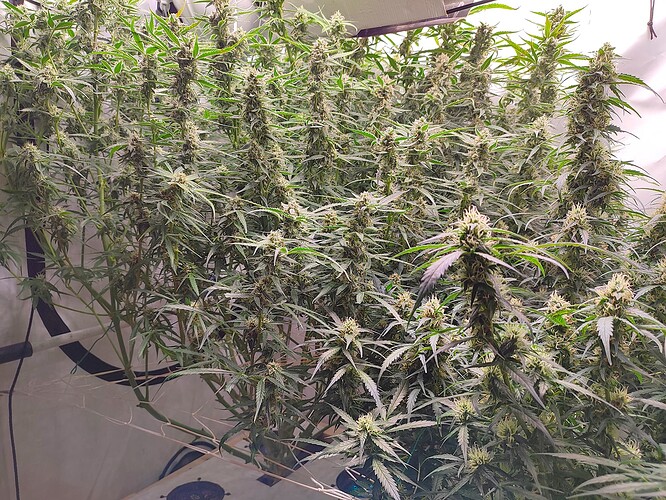 Growreport Bild 29