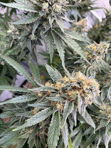 Growreport Bild 5