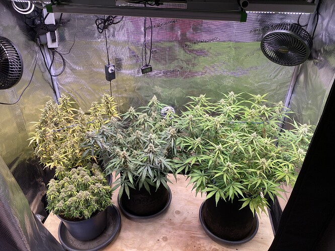 Growreport Bild 35