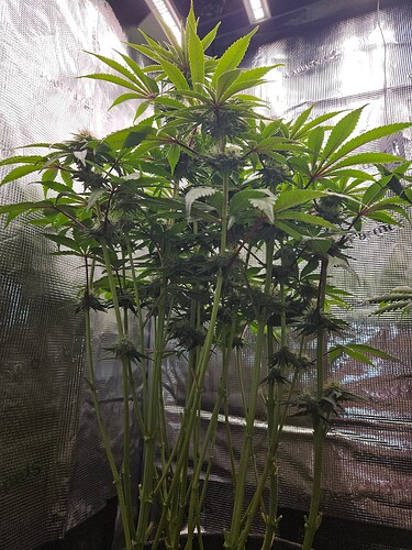 Growreport Bild 7