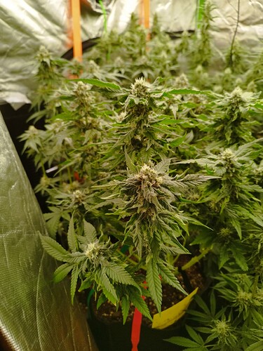 Nahaufnahme von blühenden Cannabispflanzen in einem Zelt, mit dichtem Blattwerk und sichtbaren Blütenständen.