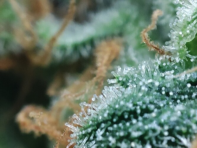 Growreport Bild 11