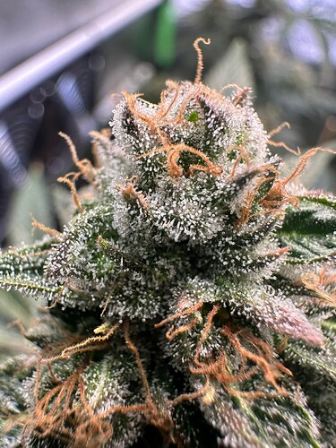 Growreport Bild 11