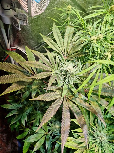Eine Cannabis-Pflanze in der Blütephase mit mehreren Blütenständen und breiten Blättern, einige davon mit violetten Verfärbungen.