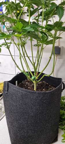 Growreport Bild 29