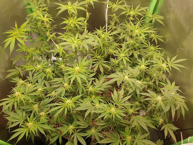Growreport Bild 2