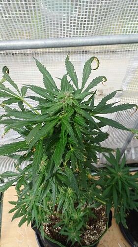 Growreport Bild 3