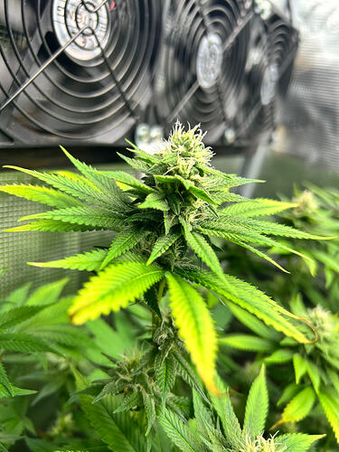 Nahaufnahme eines Cannabis-Buds in der Blütephase vor einem Lüftergitter.
