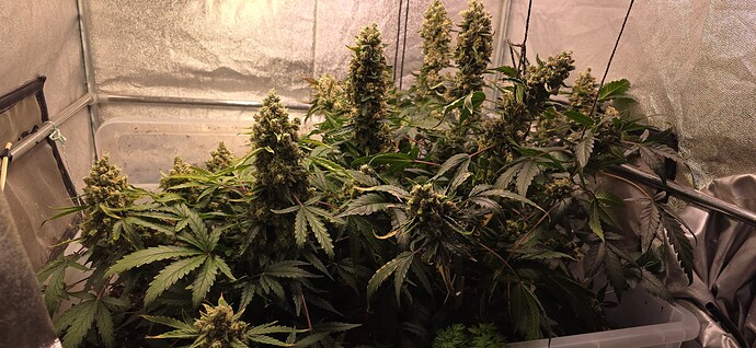 Growreport Bild 9