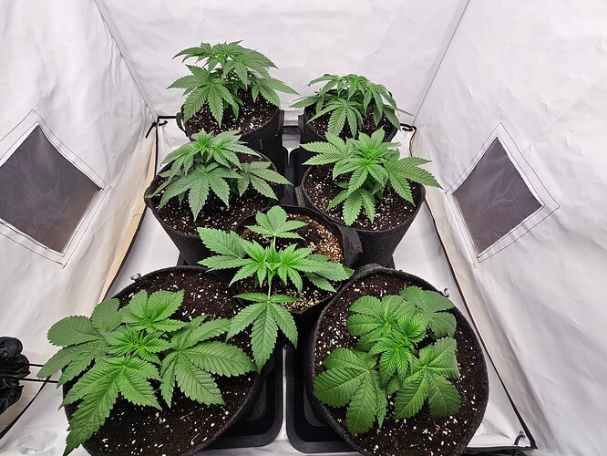 Growreport Bild 5