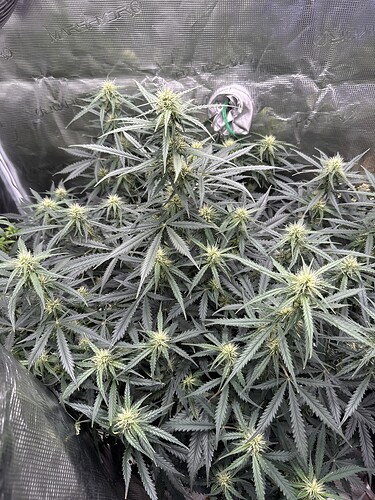 Growreport Bild 2