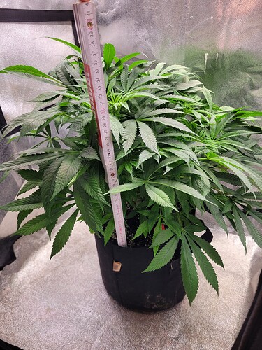 Growreport Bild 13