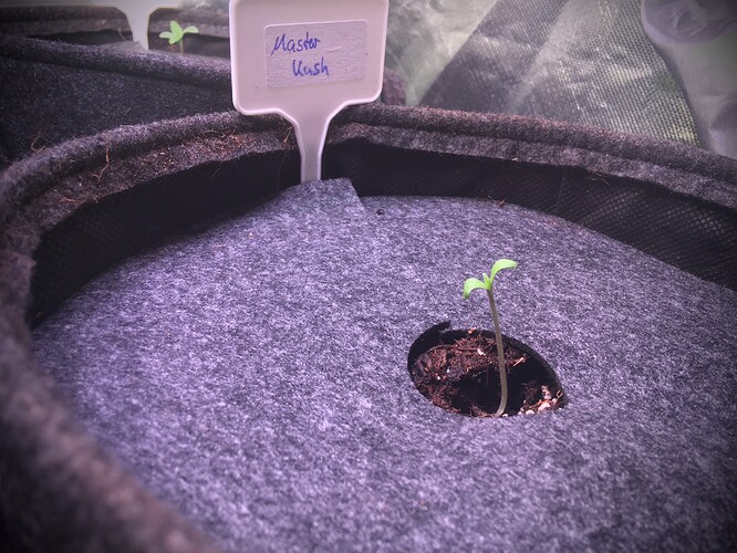 Growreport Bild 6