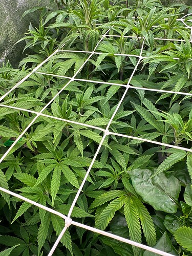 Growreport Bild 37