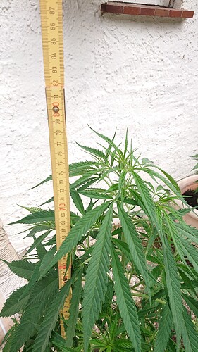 Growreport Bild 15