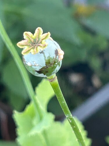 Growreport Bild 35
