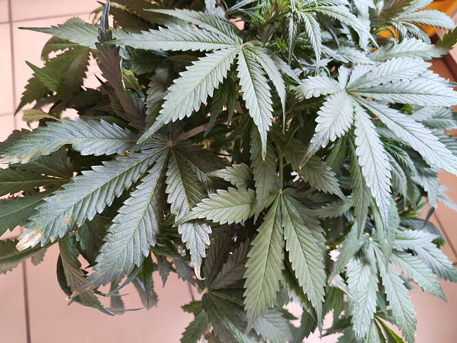 Growreport Bild 2