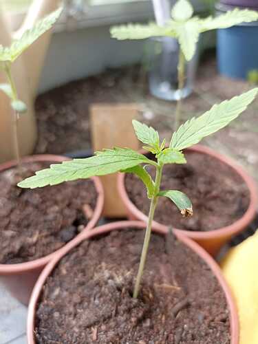 Growreport Bild 9