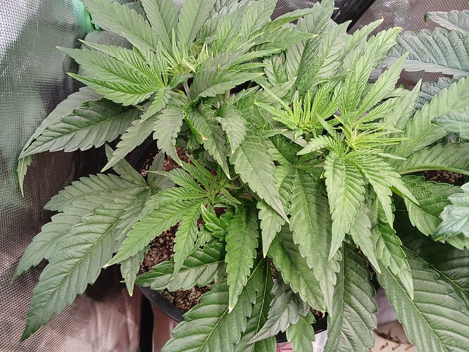 Growreport Bild 6