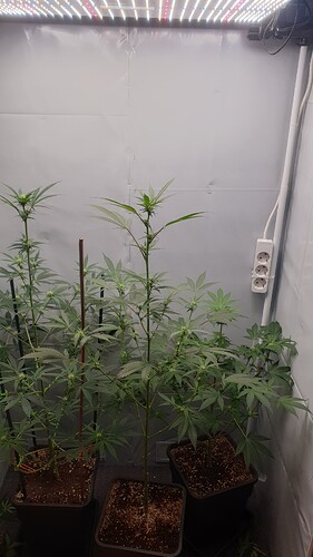 Growreport Bild 4