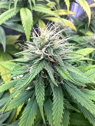 Growreport Bild 5