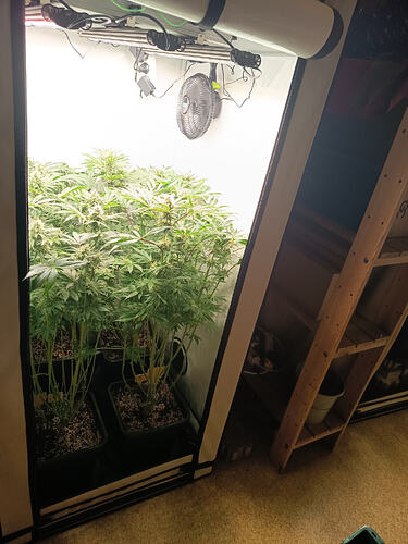 Growreport Bild 33