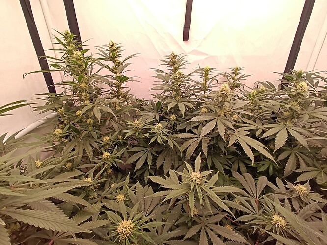 Growreport Bild 29