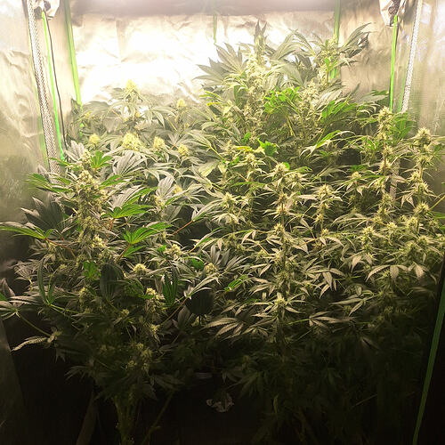 Growreport Bild 1