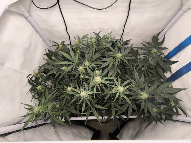 Growreport Bild 4