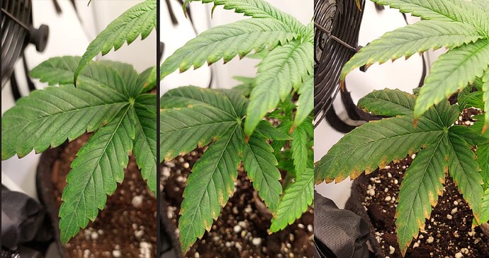Growreport Bild 3