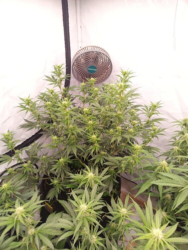 Growreport Bild 8