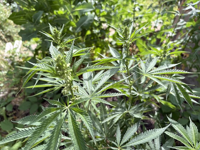 Growreport Bild 7