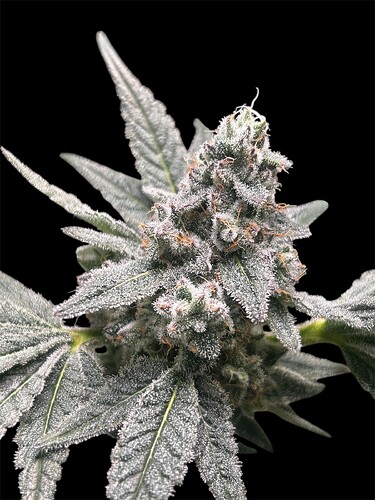 Growreport Bild 46
