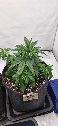 Growreport Bild 6