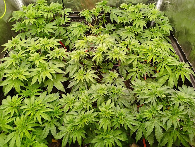 Growreport Bild 8