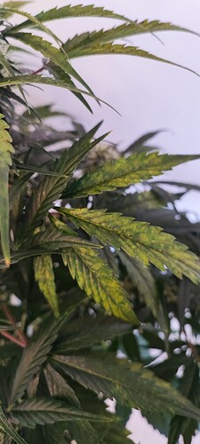 Growreport Bild 7