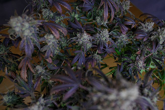 Growreport Bild 3